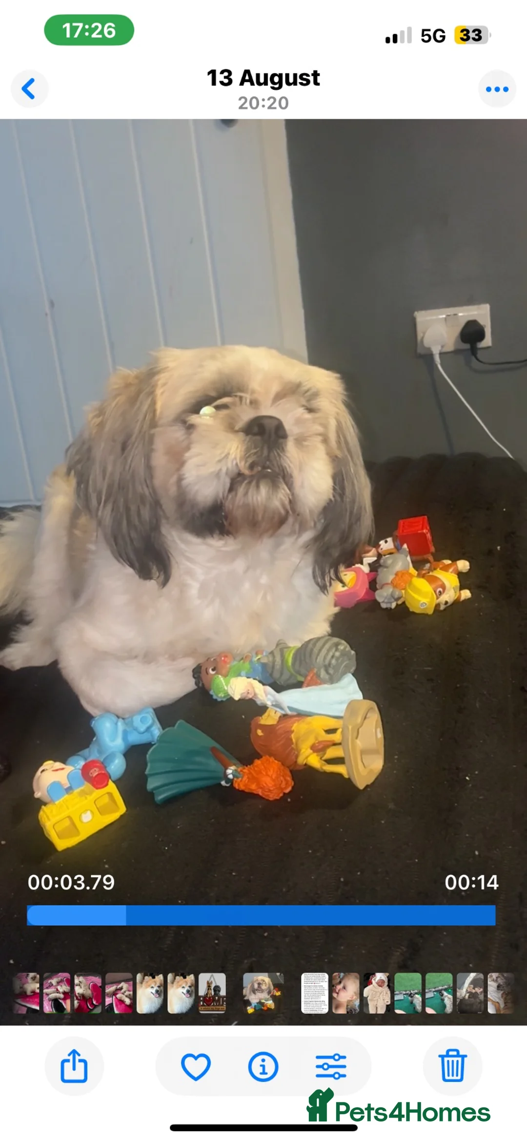 Shih Tzu dogs for stud: Proven Shih Tzu Stud  Handsome & Experienced Male in Clacton-on-Sea - Advert 3