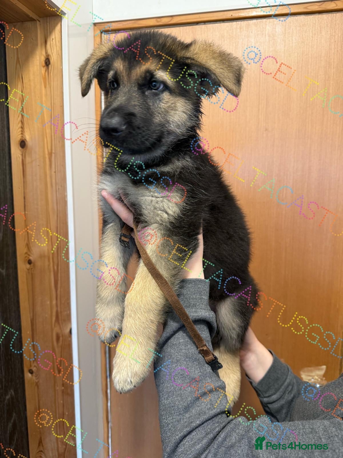 German Shepherd dogs Kcreg GSD pups black and tan and solid black  - Advert 1