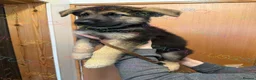 German Shepherd dogs for sale: Ready now reduced further  to sell Kcreg GSD pups - Advert 7