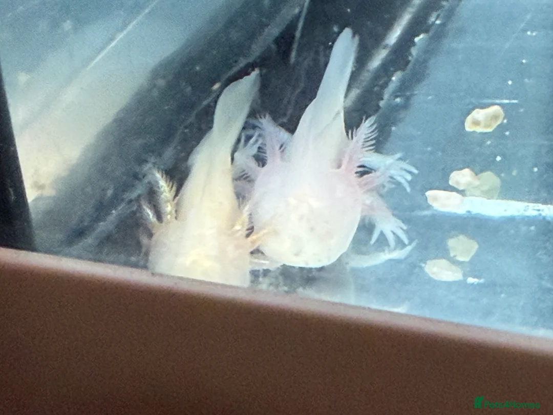 Axolotl reptiles for sale: Axolotl - Advert 4