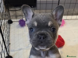 French Bulldog dogs French Bulldog Girl, Vienna - Advert 6