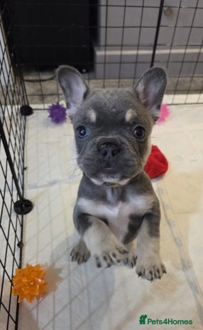 French Bulldog dogs French Bulldog Girl, Vienna - Advert 5