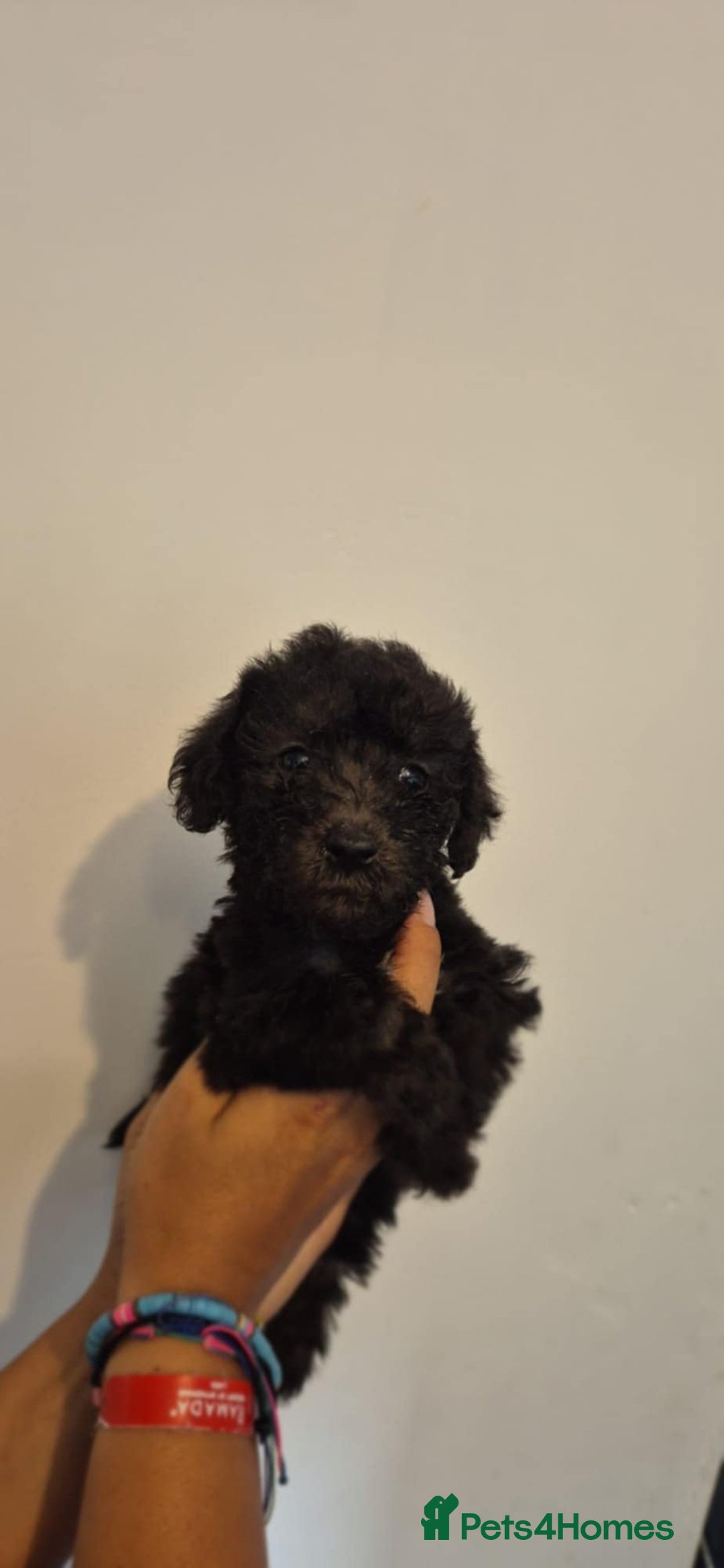 Bedlington Terrier dogs for sale: Bedlington terrier puppies  - Image 19
