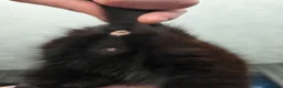 Mixed Breed cats for sale: 2 x kittens in Hyde - Advert 3