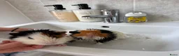 Guinea Pig rodents for sale: 2 female guinea pigs - Blair & Serena in Dartford - Advert 1