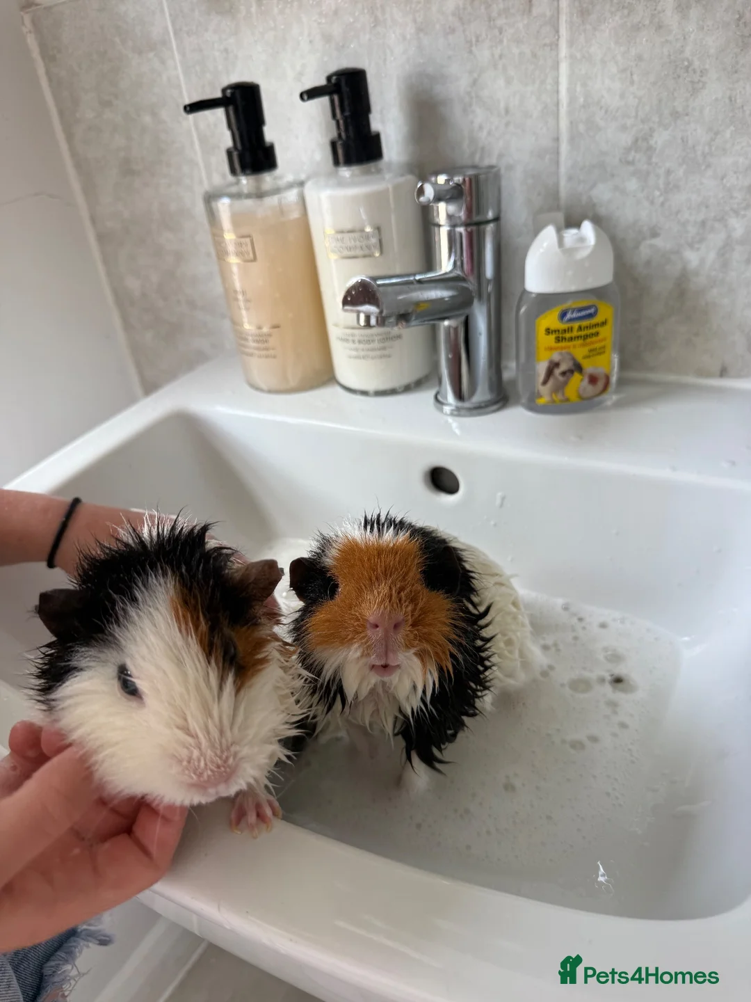Guinea Pig rodents for sale: 2 female guinea pigs - Blair & Serena in Dartford - Advert 1