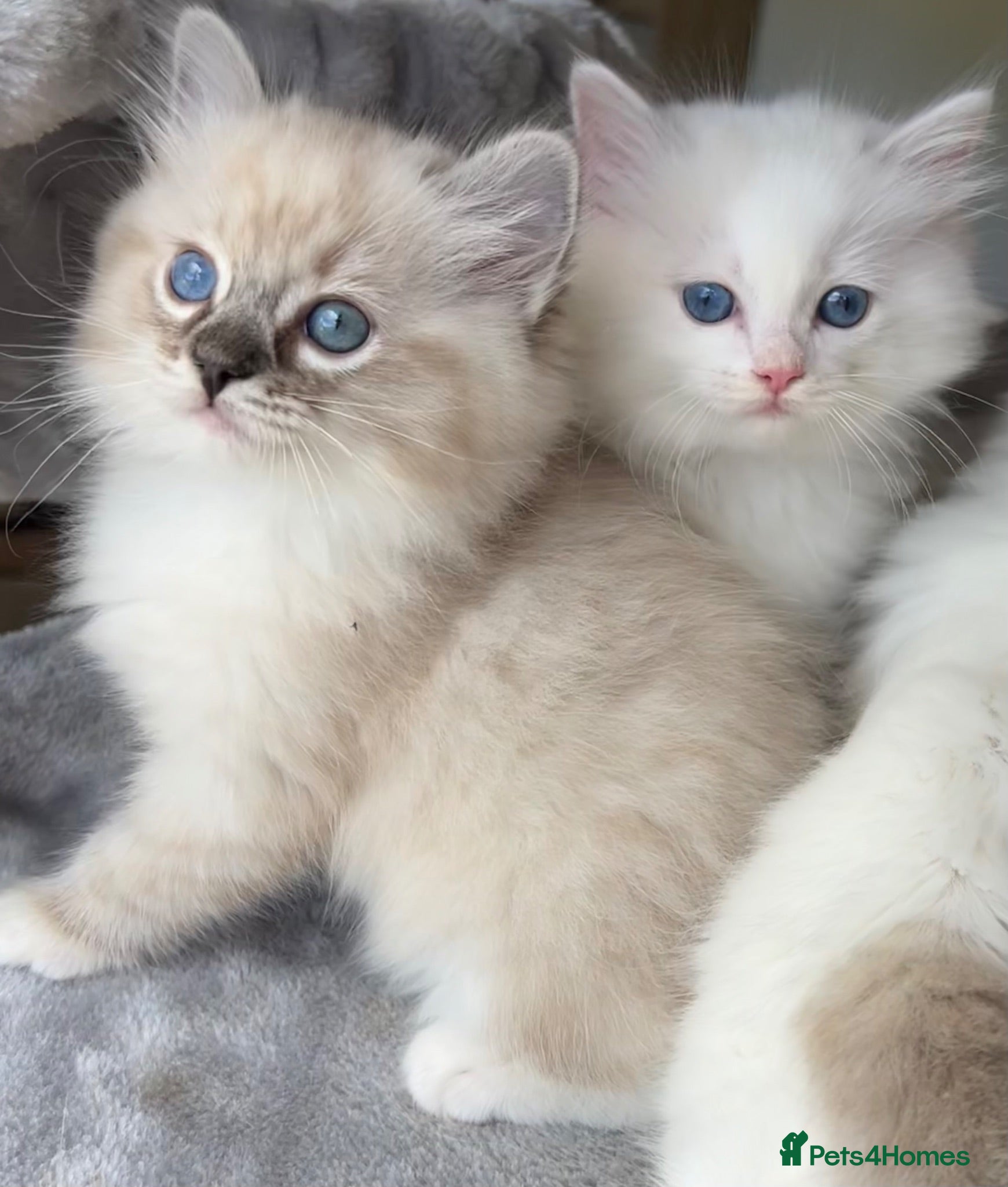Ragdoll cats Family raised GCCF ragdoll kittens  - Advert 1