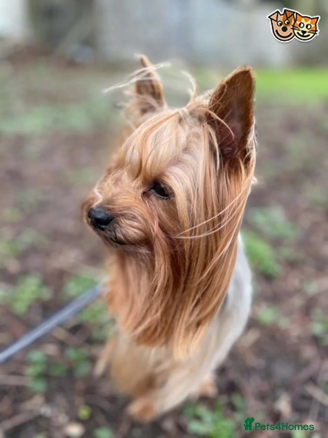 Yorkshire Terrier dogs for stud: KC STUD mini Yorkshire terrier for your Chihuahua in Caterham - Advert 3