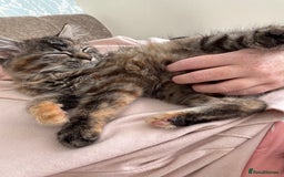 Persian cats for sale: Beautiful Persian x long haired kitten  - Image 8