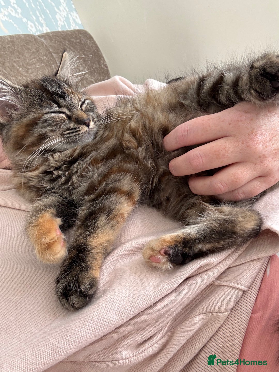 Persian cats for sale: Beautiful Persian x long haired kitten  - Image 8