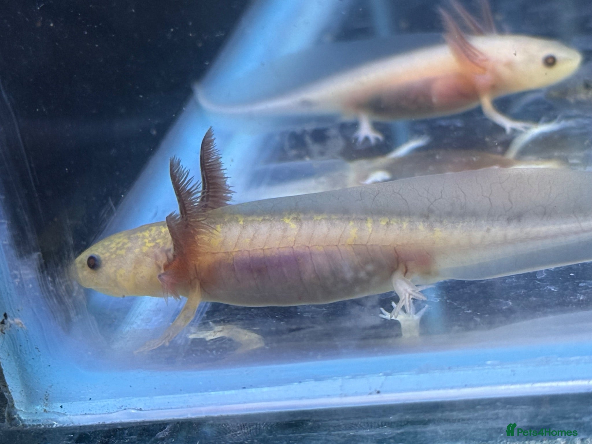 Axolotl reptiles Axolotl  - Advert 17