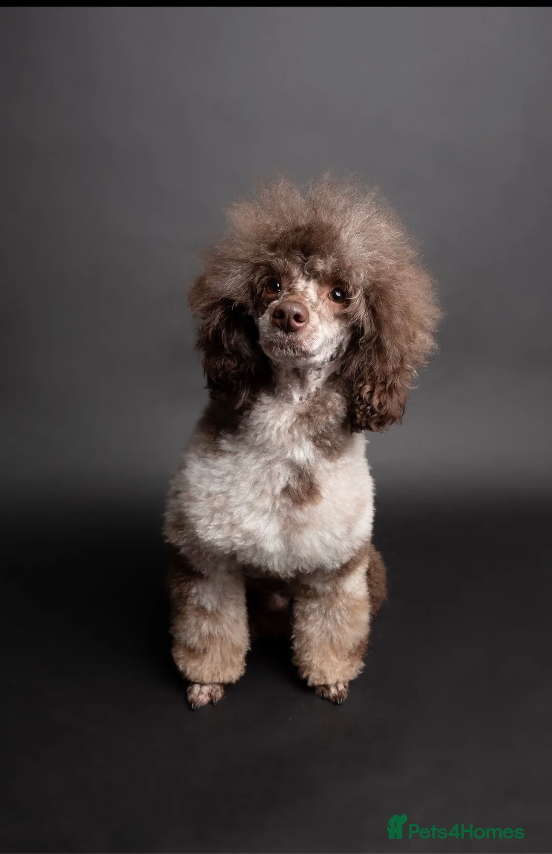 Toy Poodle dogs for stud: EXTENSIVELY HEALTH TESTED BROWN MERLE POODLE STUD in Hoddesdon - Advert 2