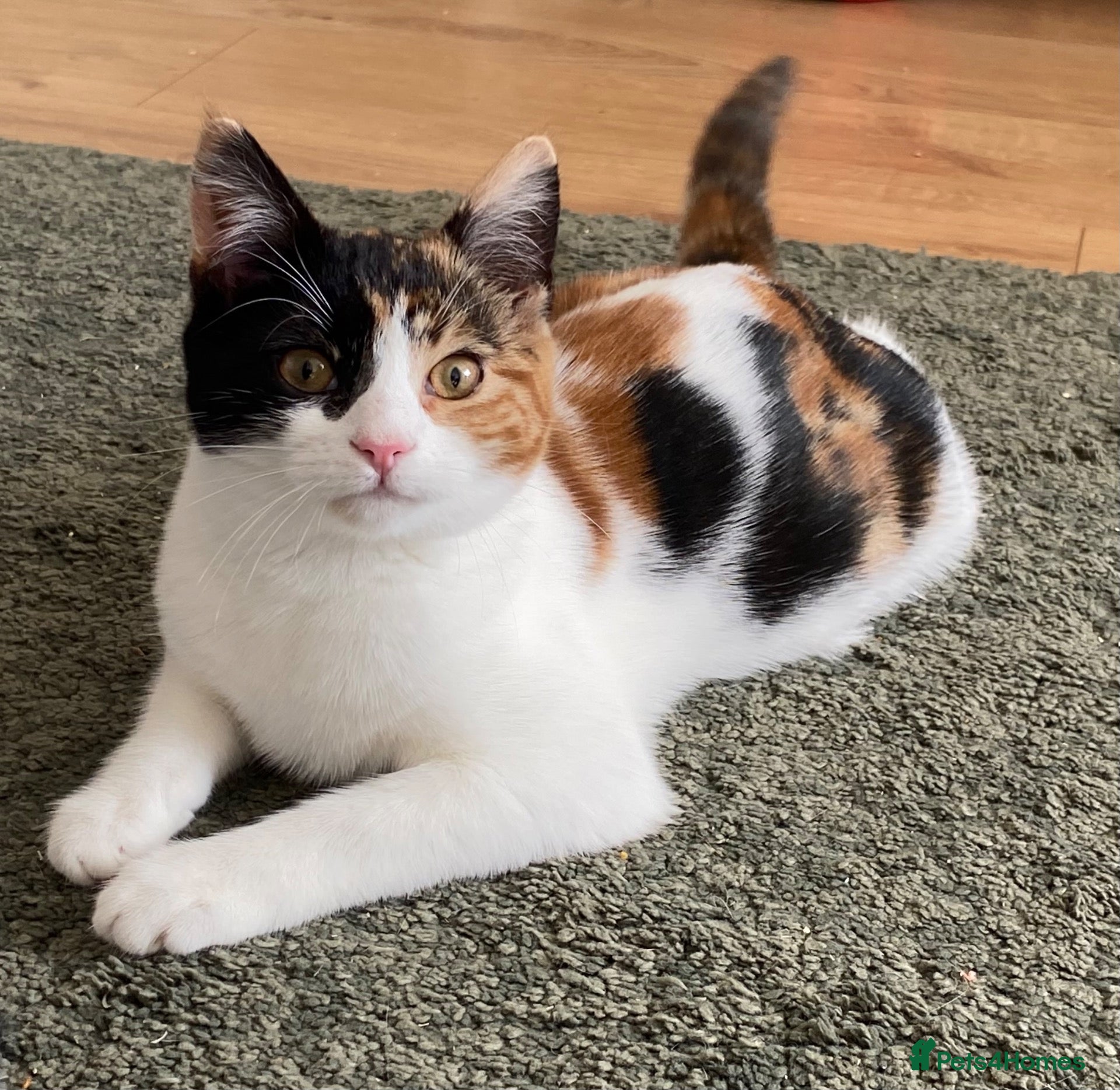 Domestic Shorthair cats 9 month old spayed female Calico cat - Advert 14
