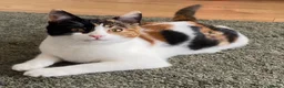 Domestic Shorthair cats for sale: 9 month old spayed female Calico cat - Advert 1