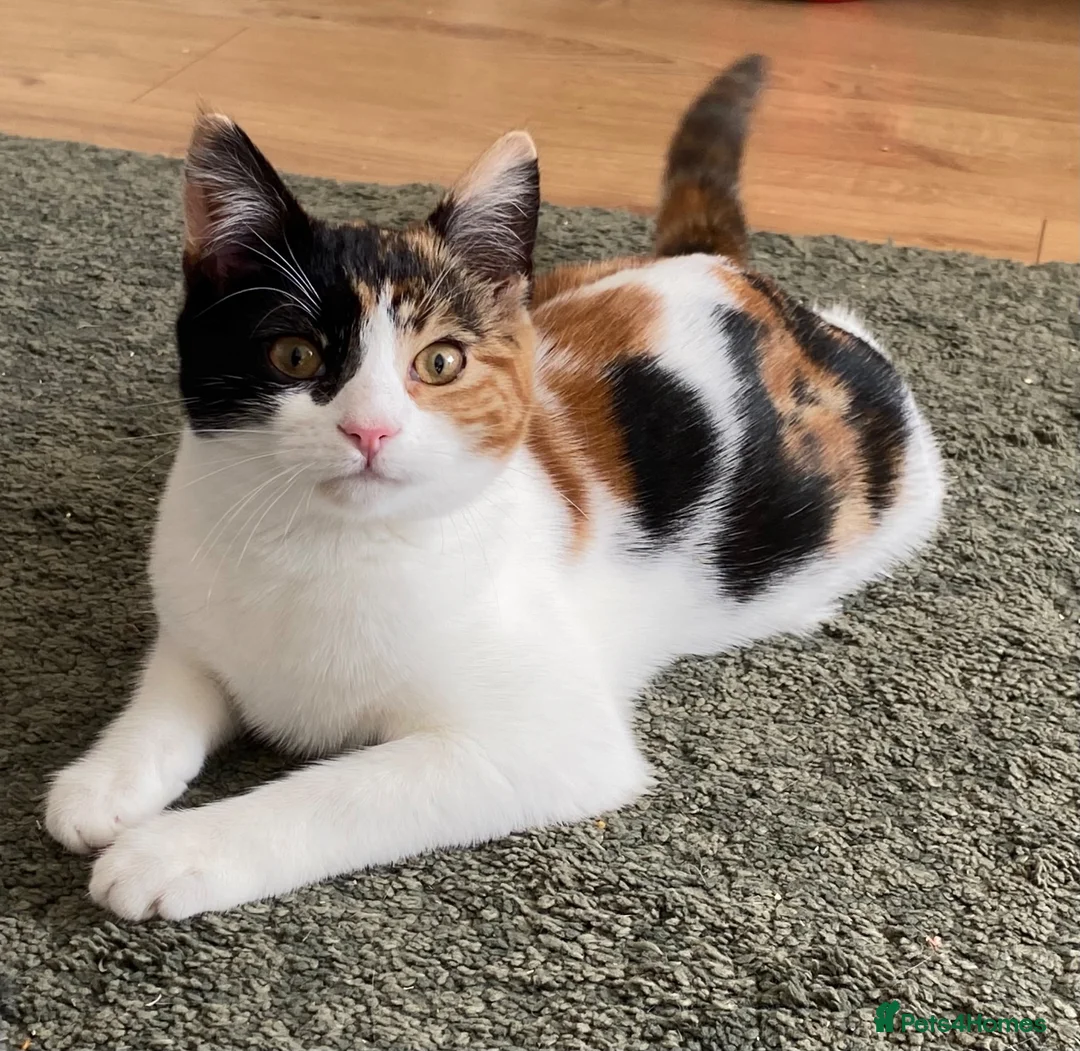 Domestic Shorthair cats for sale: 9 month old spayed female Calico cat - Advert 1