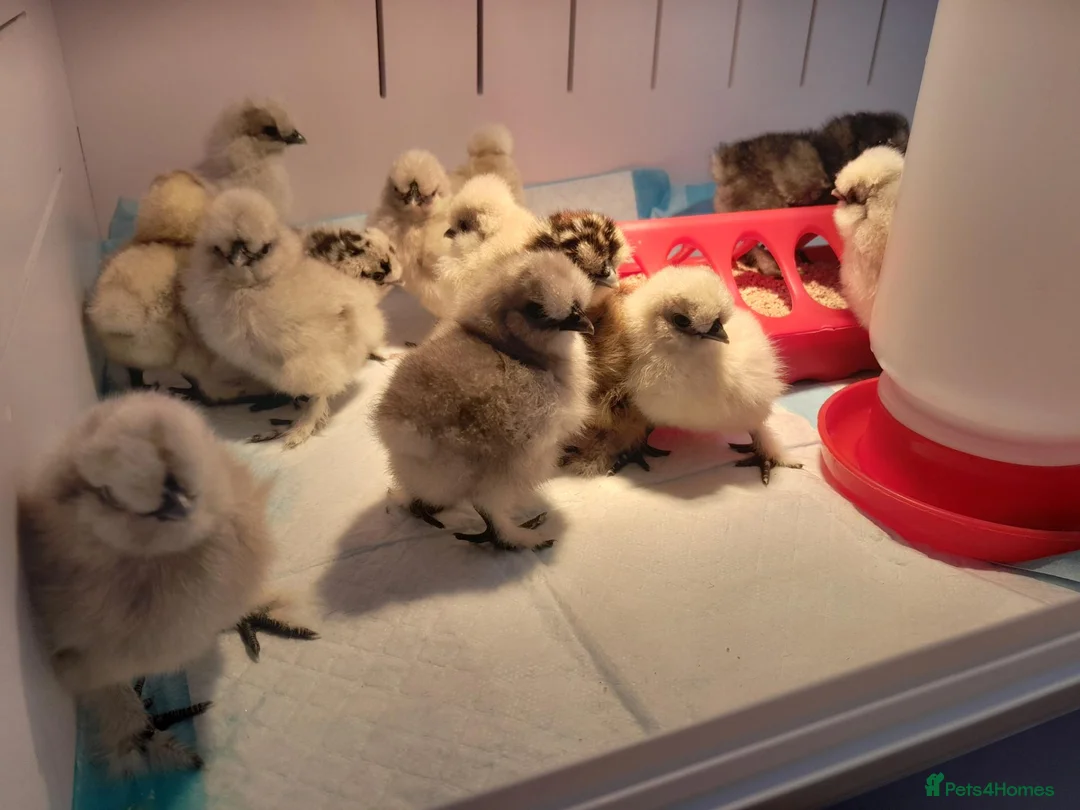 Chickens poultry for sale:  Silkie & Polish Bantam Chicks Available - Advert 1