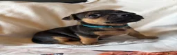 Jack Russell dogs for sale: Jack Russell puppies  - Advert 11