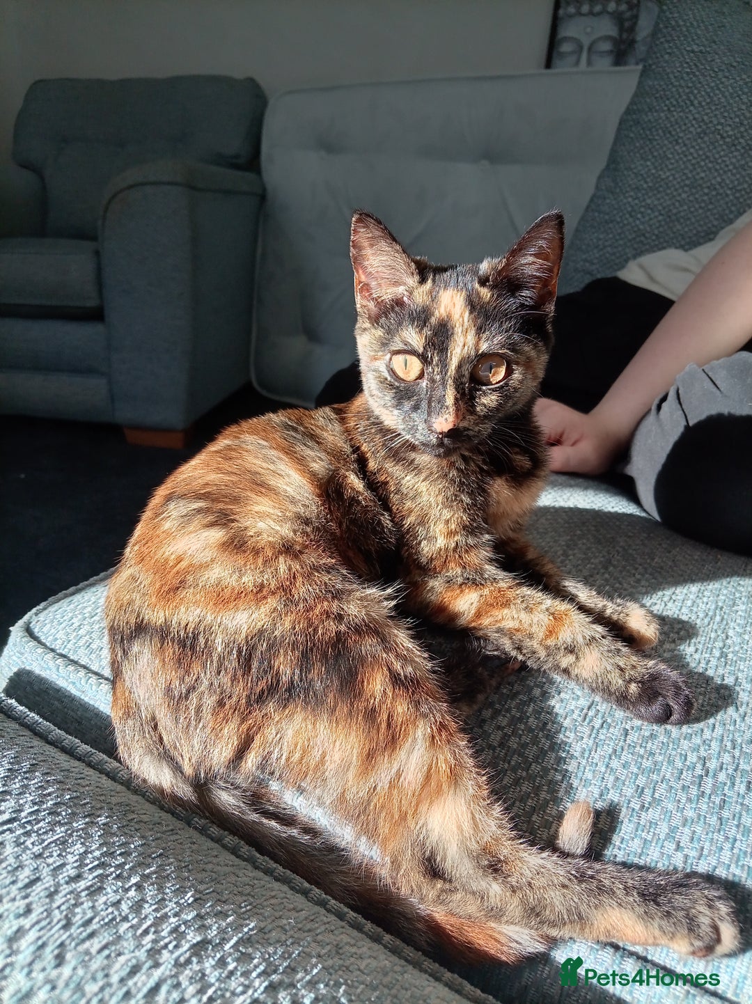 Domestic Shorthair cats for sale: Tortoiseshell female kitten - Image 2