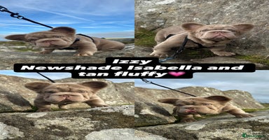 French Bulldog dogs - Advert 12