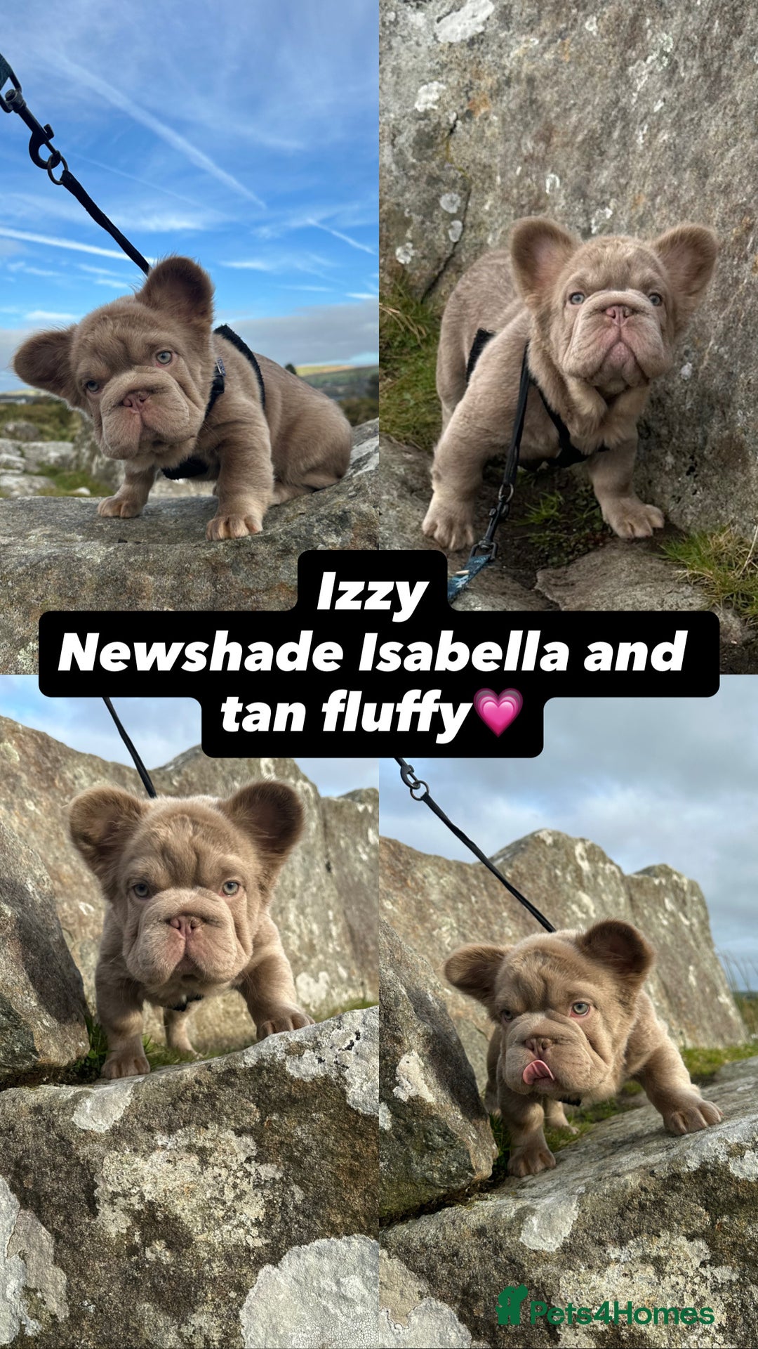 French Bulldog dogs for sale: 2 fluffy French Bulldogs puppies left - Image 2