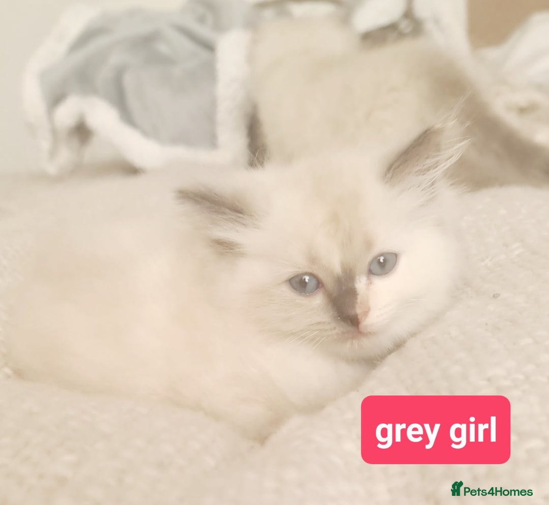 Ragdoll cats for sale: Pure ragdoll kittens READY NOW!! - Image 23