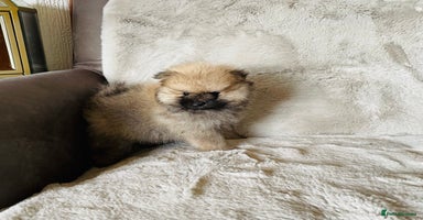 Pomeranian dogs 💕KC Teddy Bear Pomeranians 💕 - Advert 14