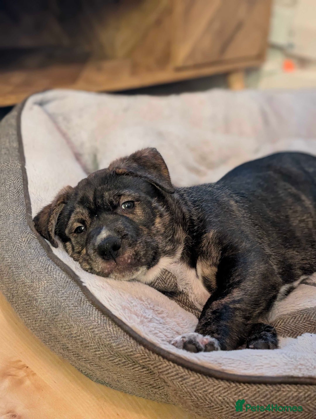 Mixed Breed dogs for sale: Two beautiful Staffy x Husky puppies  - Image 19