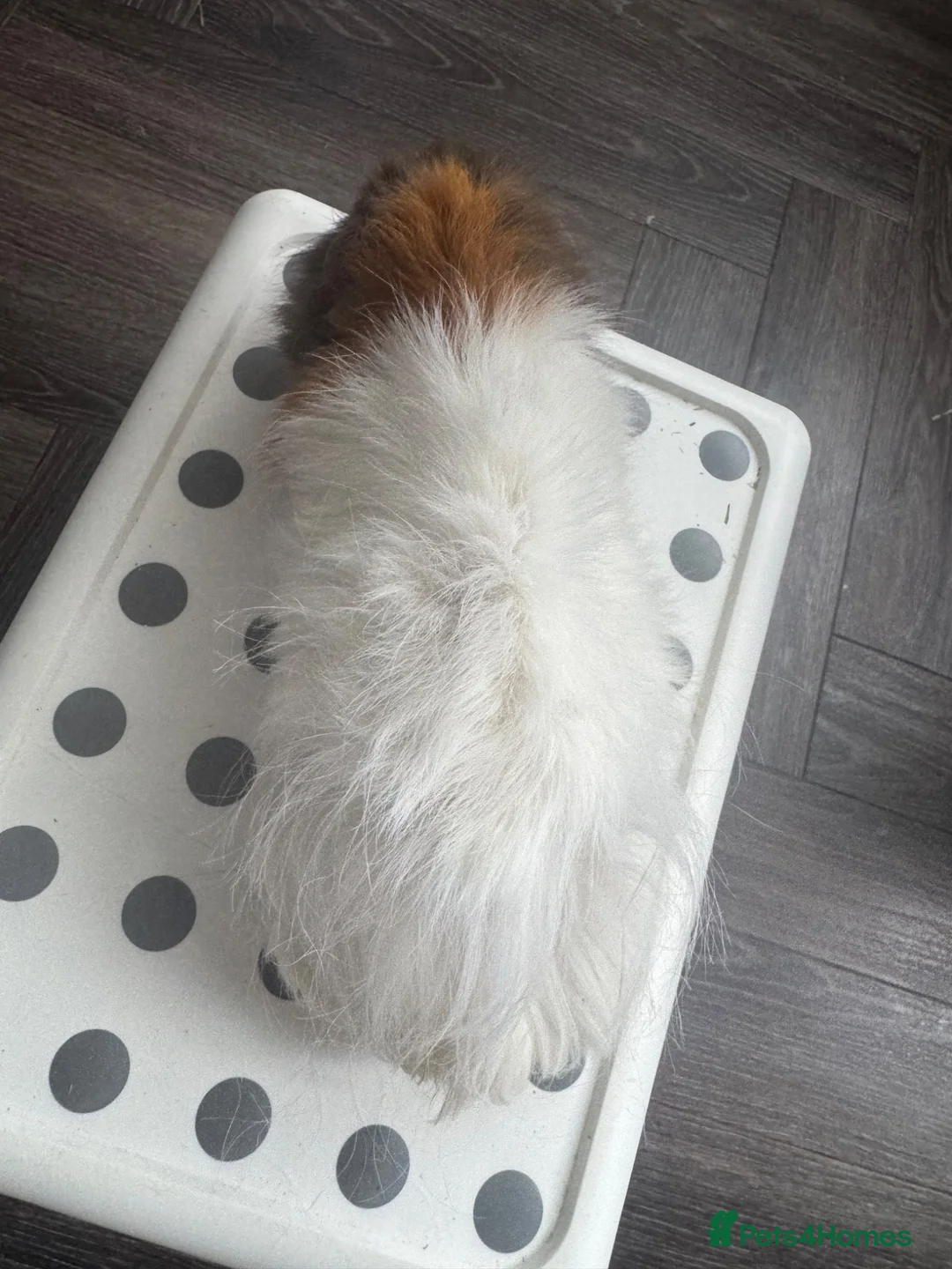 Guinea Pig rodents for sale: Baby Guinea pigs in Watford - Advert 2