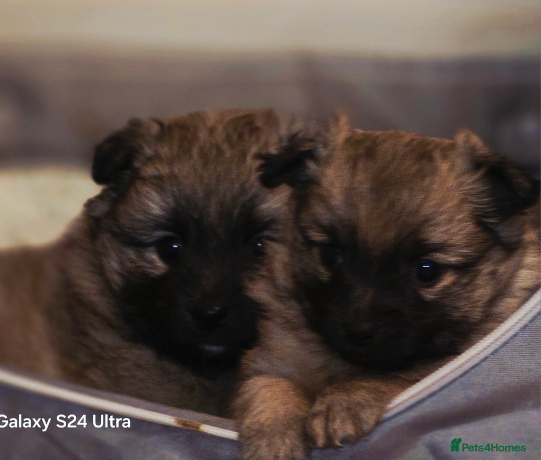 Mixed Breed dogs for sale: Pomspitz puppies  - Advert 12
