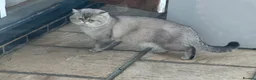 Scottish Fold cats for stud: Lovely Scottish fold( straight )boy ❤️ - Advert 10