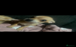 Chihuahua dogs for sale: Chihuahua pups  - Image 8
