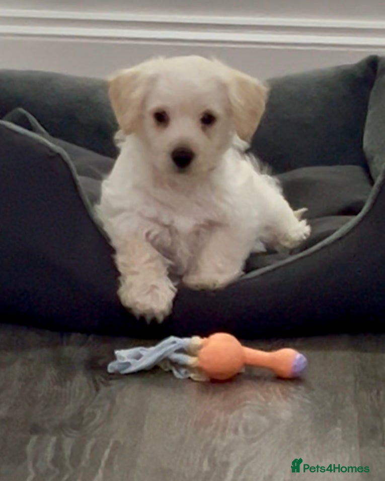 West Highland Terrier dogs Adorable Westiepoo puppy  - Advert 1
