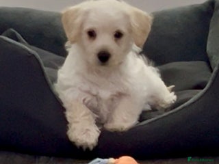 West Highland Terrier dogs Adorable Westiepoo puppy - Advert 18