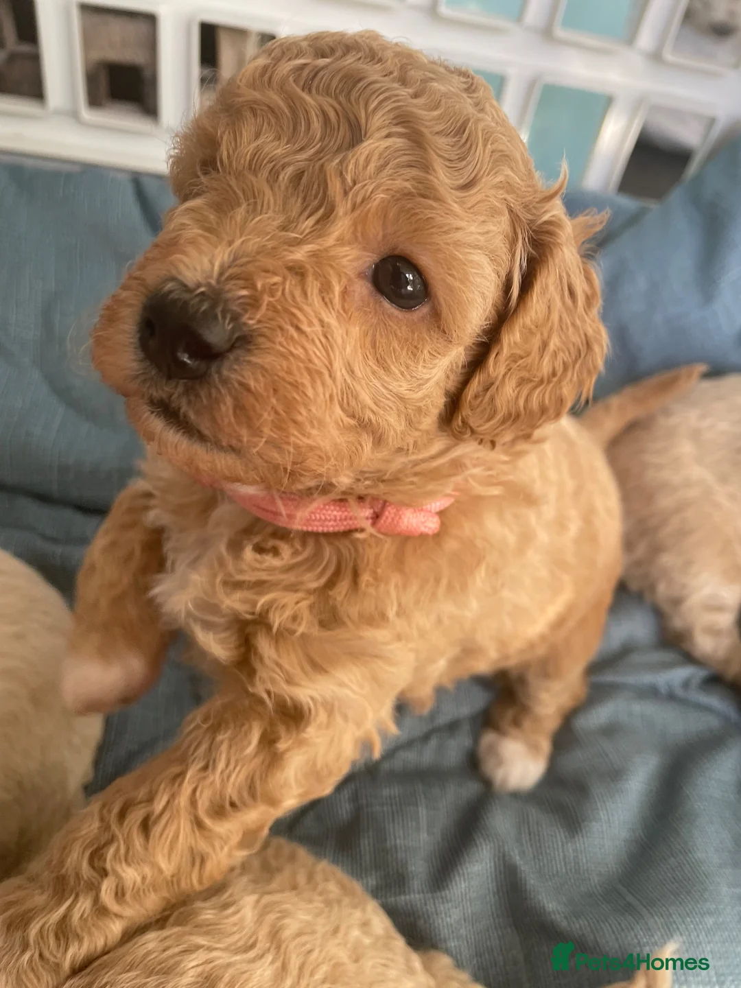 Poochon dogs for sale: Perfect poochon Perfection  in Colchester - Advert 1