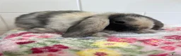Mini Lop rabbits for sale: Beautiful litter of mini lops READY NOW  - Advert 6