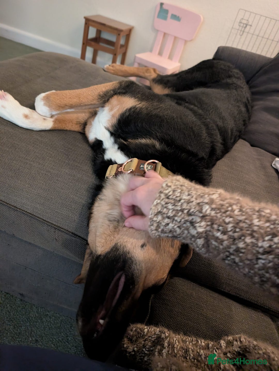 Mixed Breed dogs for adoption: 💙🐶 BRUNO -The Big, Loving Pup: FOSTER or ADOPT - Advert 9