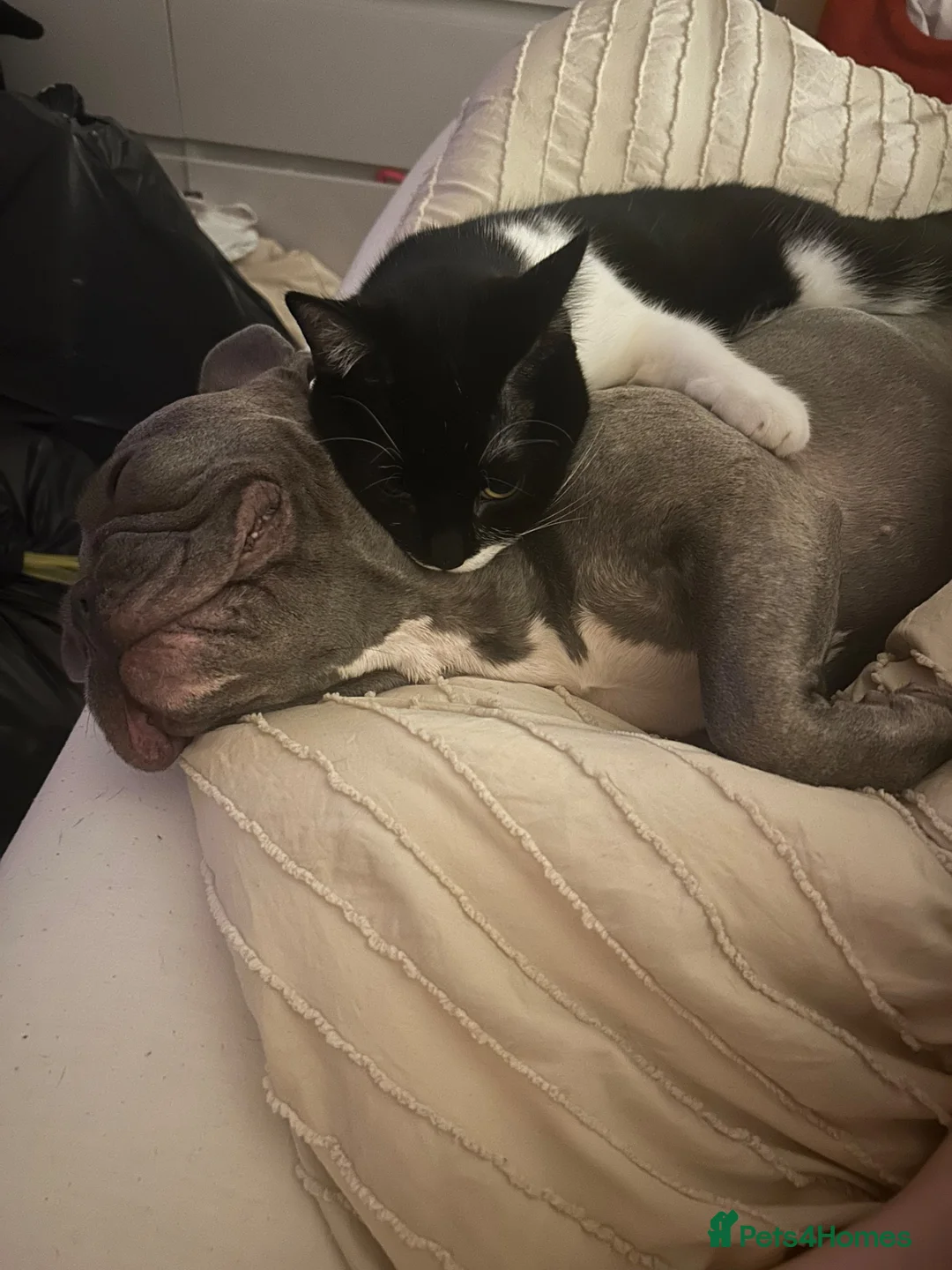 French Bulldog dogs for sale: Bonnie&Roxie - Advert 5