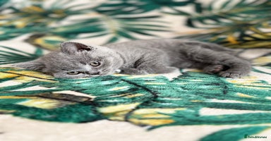 British Shorthair cats - Advert 2