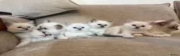 Ragdoll cats for sale: Beautiful Litter of 6 Ragdoll Kittens- 7 weeks old in Ellesmere Port - Advert 3