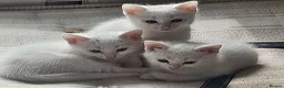 Mixed Breed cats for sale: Beautiful white kittens in Staines - Advert 3