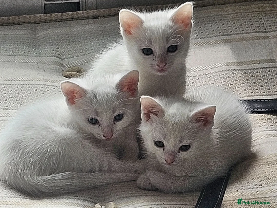 Mixed Breed cats for sale: Beautiful white kittens in Staines - Advert 3