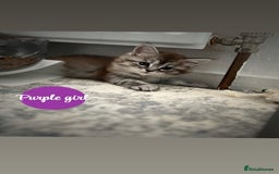 Maine Coon cats for sale: Mainecoon - Image 1