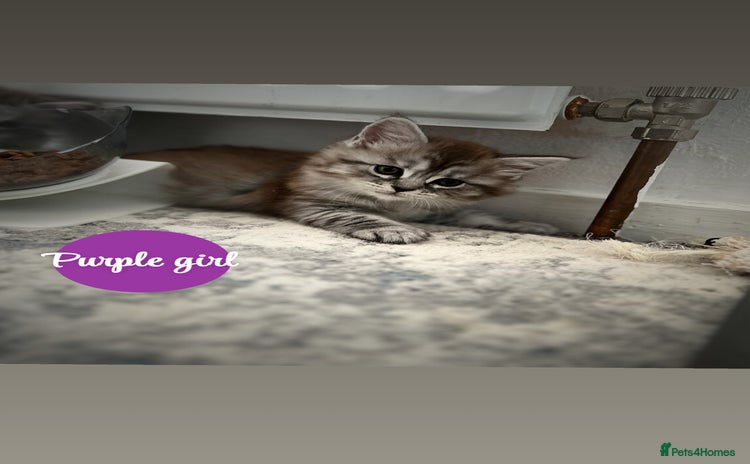 Maine Coon cats - Advert 1