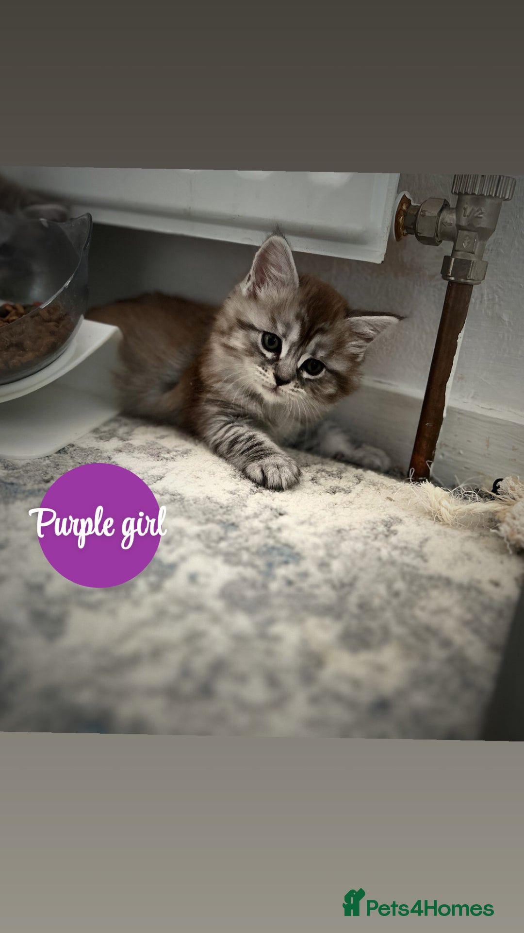 Maine Coon cats for sale: Mainecoon - Image 1