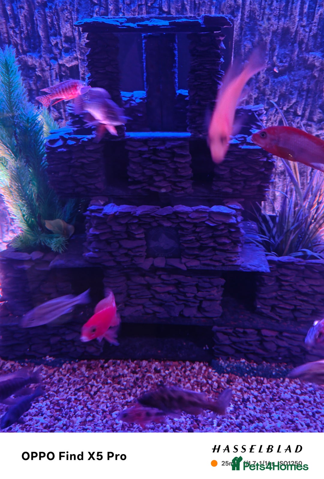 Cichlids fish for sale: Professional tropical aquarium set up - Image 18