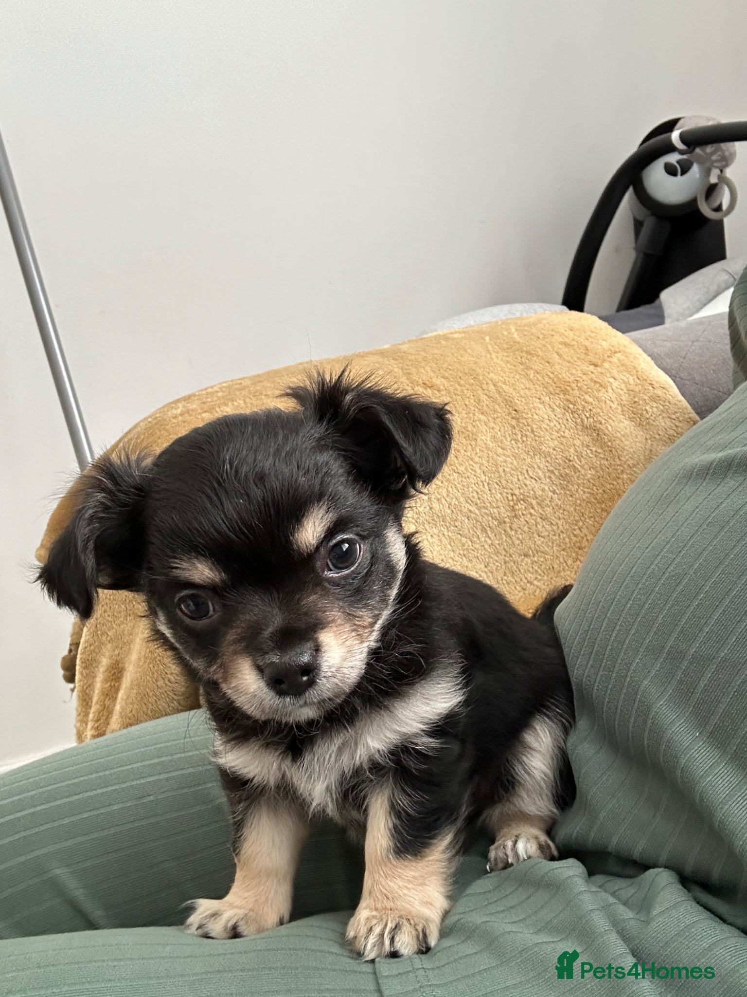 Chihuahua dogs Chihuahua rare coat puppies  - Advert 4