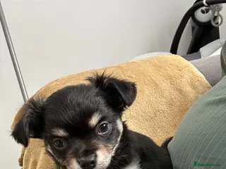 Chihuahua dogs Chihuahua rare coat puppies - Advert 4
