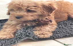 Cockapoo dogs for sale: F1 Cockapoo boys and girls - Image 14