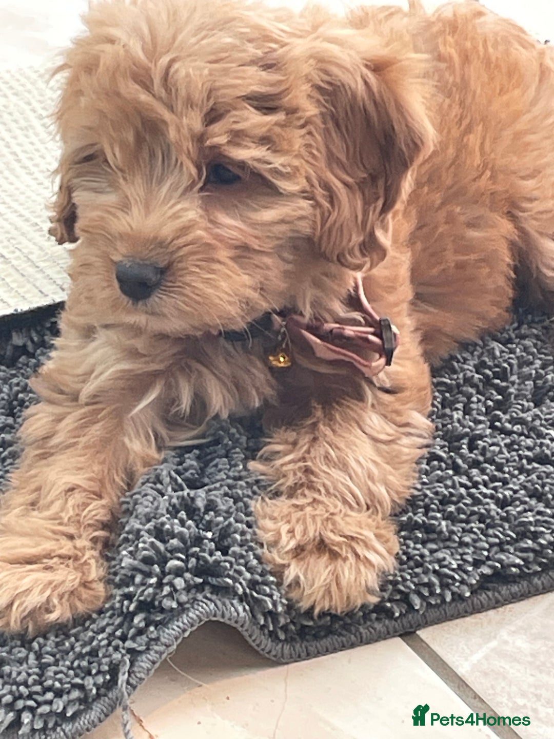 Cockapoo dogs for sale: F1 Cockapoo boys and girls - Image 14