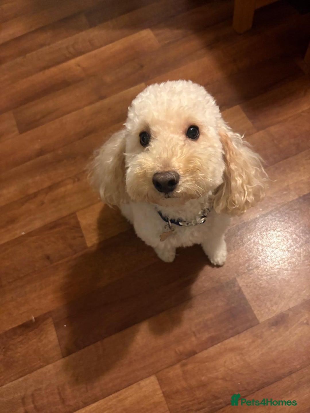 Toy Poodle dogs for sale: Beautiful toy/miniature poodle puppies. - Advert 9